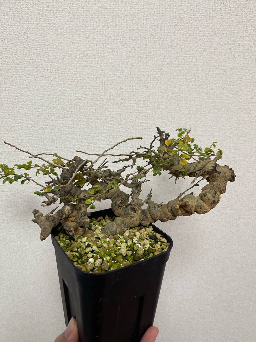 Yahoo!オークション -「コミフォラ エイル」(観葉植物) の落札 Yahoo!オークション -「コミフォラ エイル」(観葉植物) の落札
