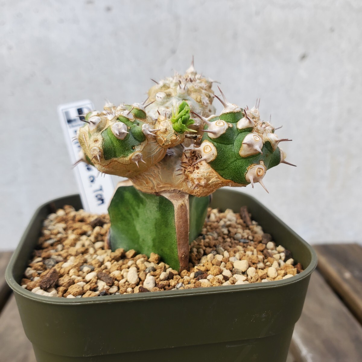 Yahoo!オークション -「ユーフォルビア トム」(観葉植物) の落札 Yahoo!オークション -「ユーフォルビア トム」(観葉植物) の落札