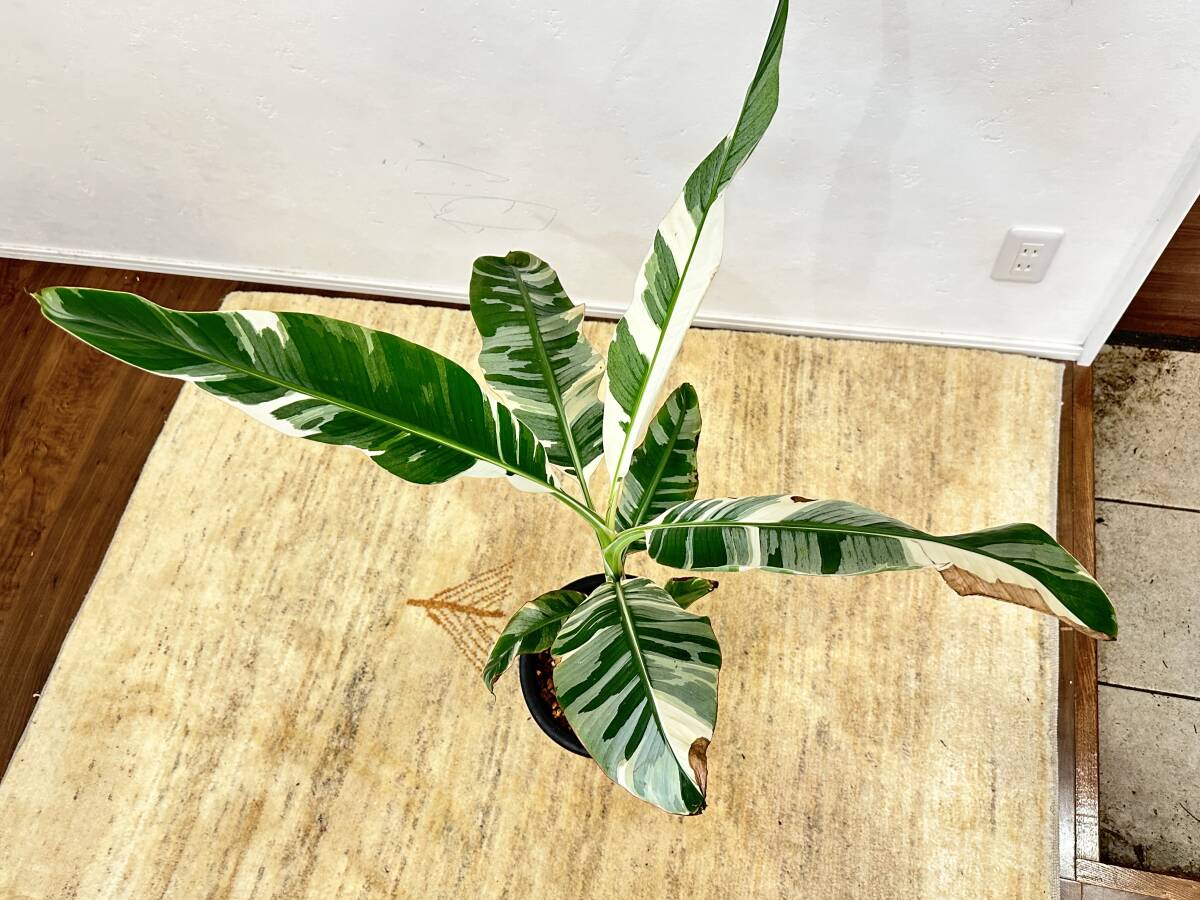 Yahoo!オークション -「斑入りバナナ」(その他) (観葉植物)の Yahoo!オークション -「斑入りバナナ」(その他) (観葉植物)の