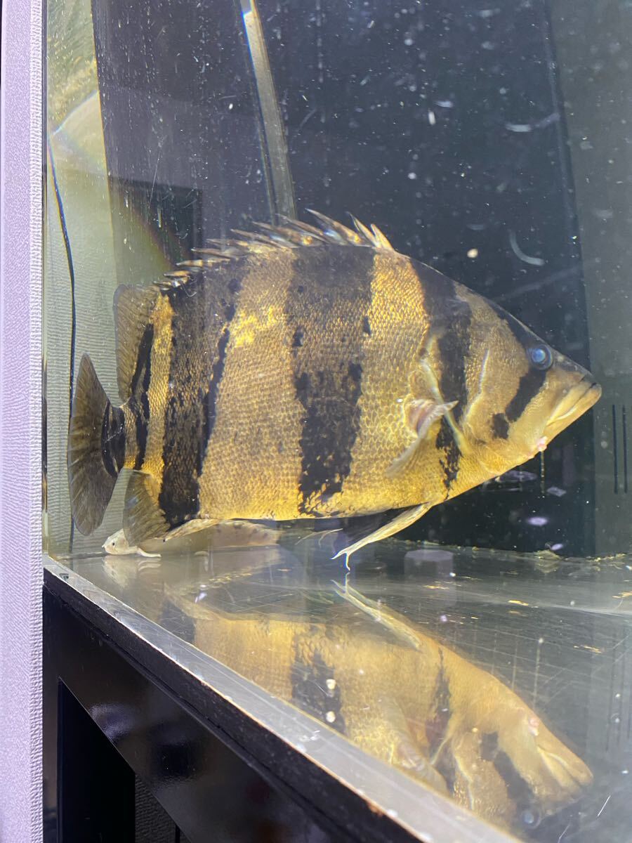 Yahoo!オークション -「ダトニオ リアルバンド」(ペット、生き物
