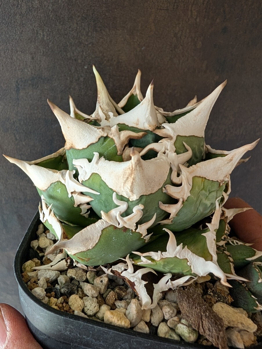 Yahoo!オークション -「thorn」(アガベ) (観葉植物)の落札相場 Yahoo!オークション -「thorn」(アガベ) (観葉植物)の落札相場