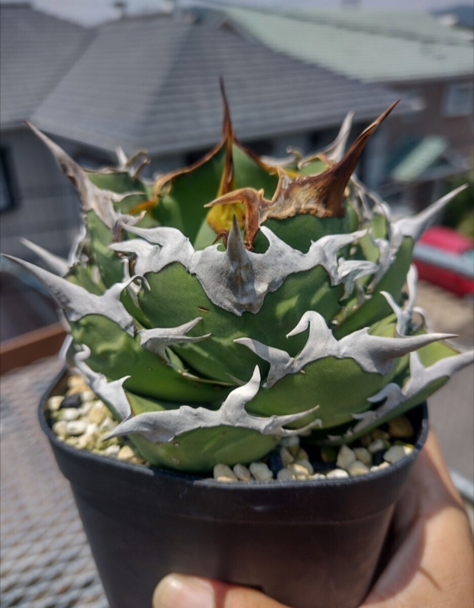 Yahoo!オークション -「シエラ」(アガベ) (観葉植物)の落札相場 Yahoo!オークション -「シエラ」(アガベ) (観葉植物)の落札相場