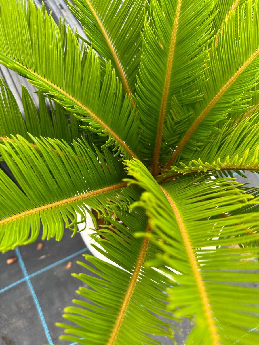 蘇轍　ソテツ　庭木 ガーデニング　地上から葉先までの長さ190㎝　☆早い者勝ち☆ 楽天市場】ソテツ 蘇鉄 6号鉢 庭木 記念樹 シンボルツリー 観葉