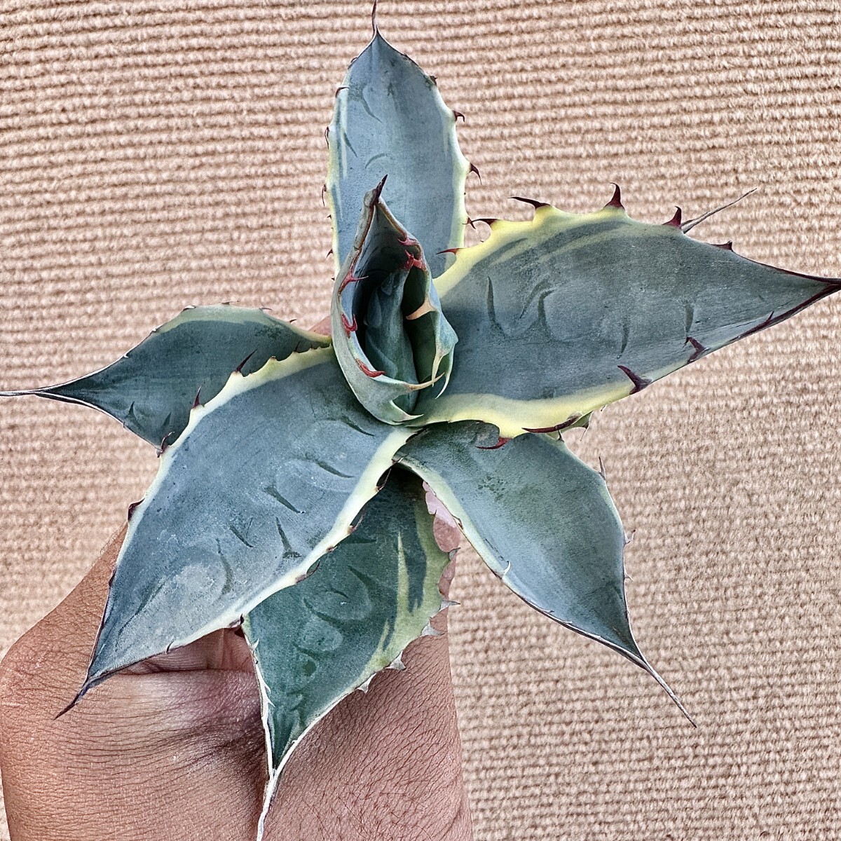 Yahoo!オークション -「seastar」(アガベ) (観葉植物)の落札相場 Yahoo!オークション -「seastar」(アガベ) (観葉植物)の落札相場