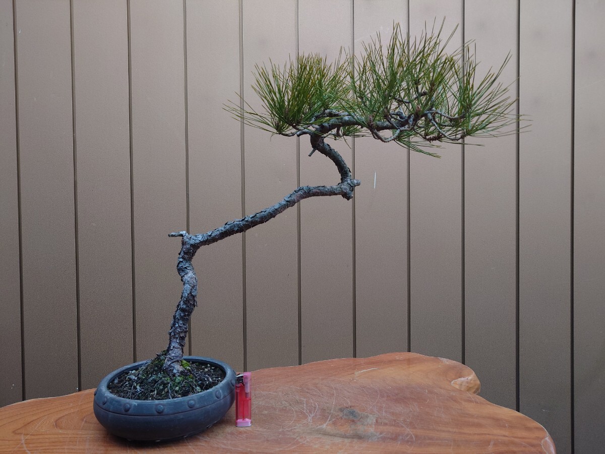 Yahoo!オークション - 盆栽 赤松 樹高45cm Yahoo!オークション - 盆栽 赤松 樹高45cm