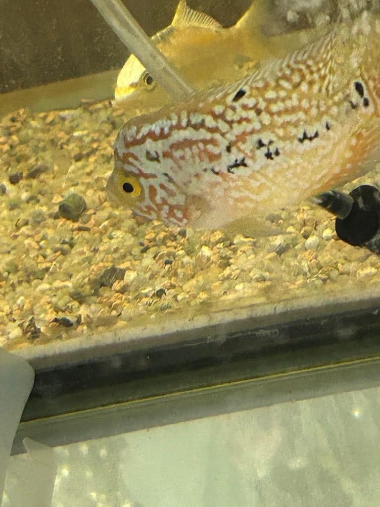 Yahoo!オークション -「フラワーホーン」(熱帯魚) (魚類、水生