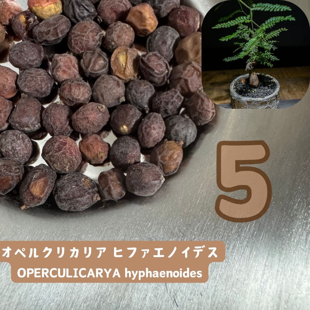 2025年最新】オペルクリカリアの種子を購入するならこちら