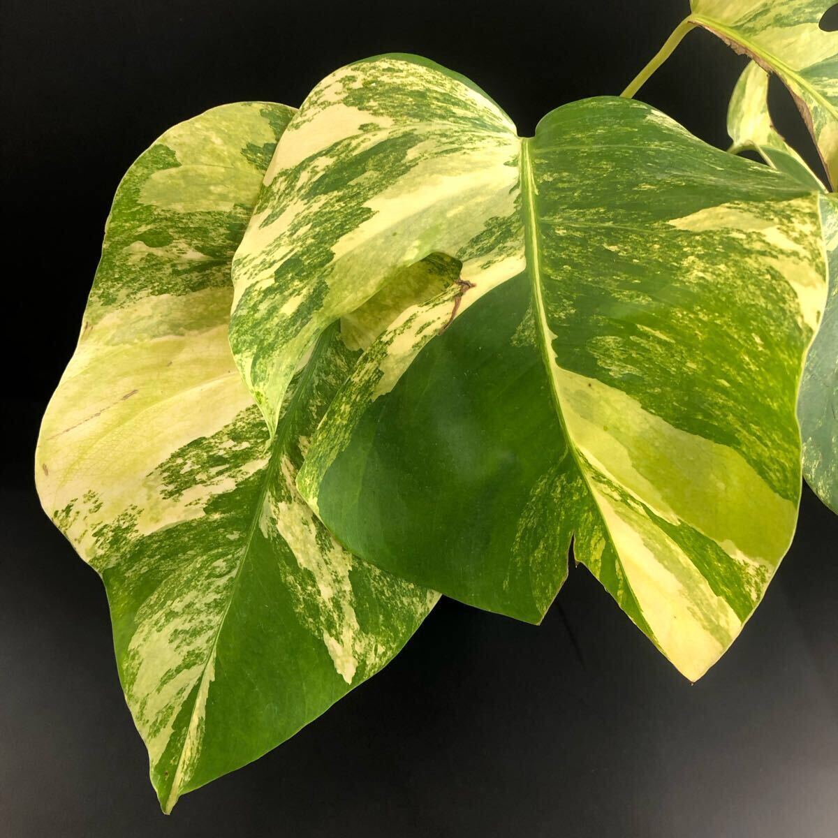 Yahoo!オークション -「aurea」(モンステラ) (観葉植物)の落札