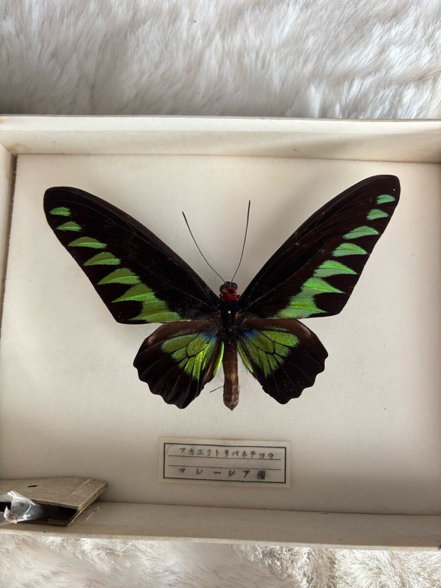 外国産蝶標本】マハラジャウスバ♂/インド産/53mm