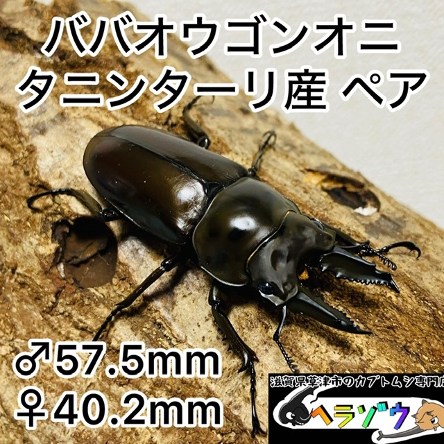 2025年最新】ババオウゴンオニクワガタの成虫を探す - Yahoo