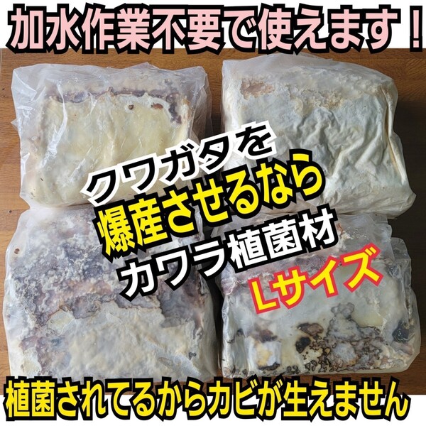 クワガタの産卵木はコレが最強です! 貴重!カワラ植菌材【特大Lサイズ】 植菌されてるのでカビない!加水も不要です 直径12~15センチ