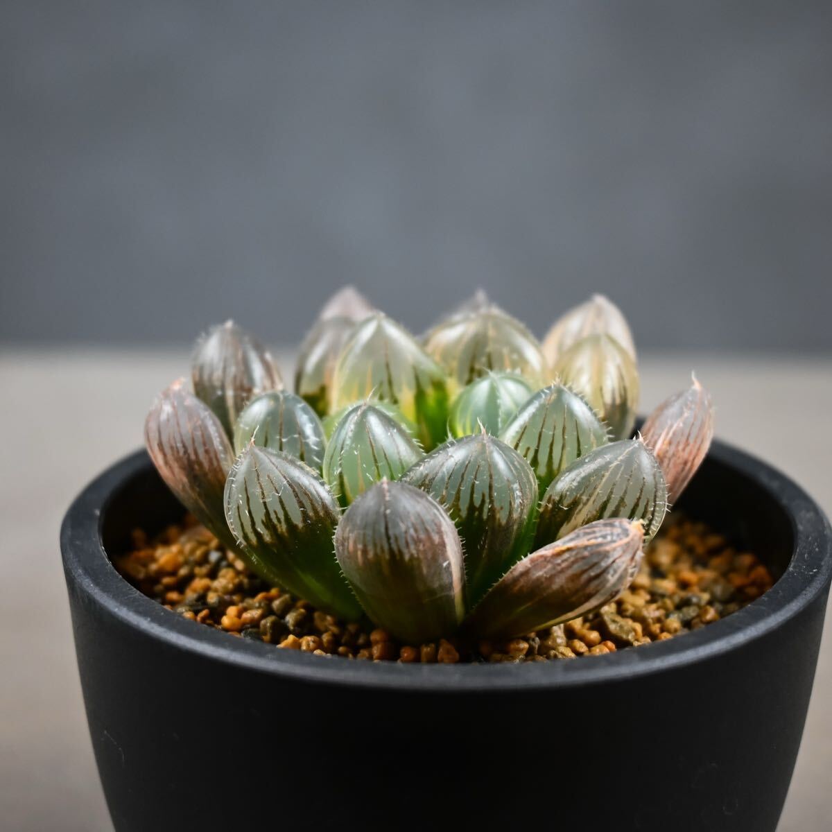 ハオルチア 白赤線レンズ錦 糊班② | mocono_plants_shop