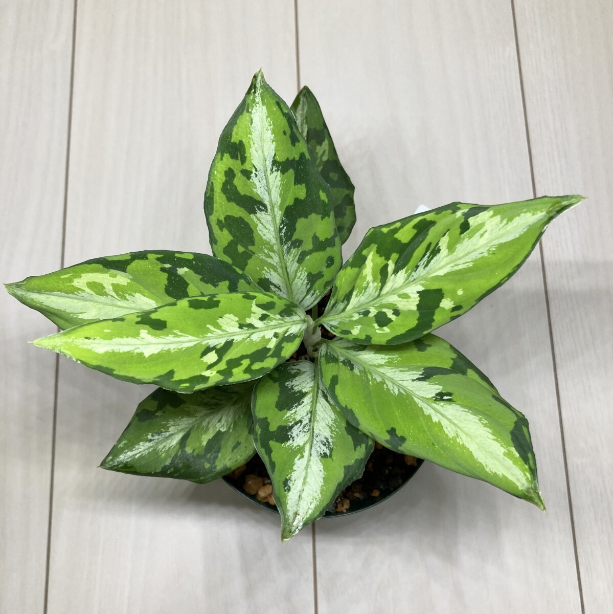 Yahoo!オークション -「白玉」(その他) (観葉植物)の落札相場 Yahoo!オークション -「白玉」(その他) (観葉植物)の落札相場