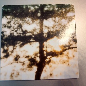 鍋島久美子 - ECDYSIS-SUMMER IN THE FOREST/StarPeople/スターピープル/Starcia Record