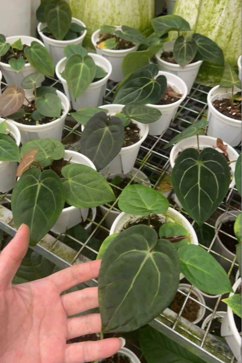 Yahoo!オークション -「ドラヤキ」(観葉植物) の落札相場・落札価格 Yahoo!オークション -「ドラヤキ」(観葉植物) の落札相場・落札価格