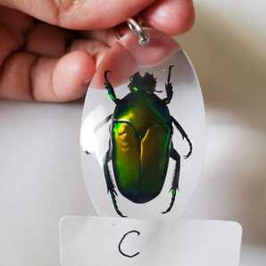 本物 パプア産 カナブン キーホルダー