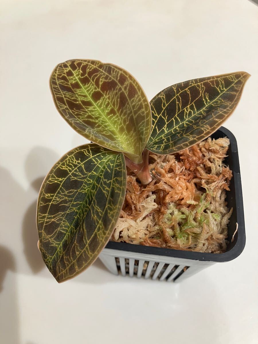 Yahoo!オークション -「marmorata」(花) (鉢植え)の落札相場