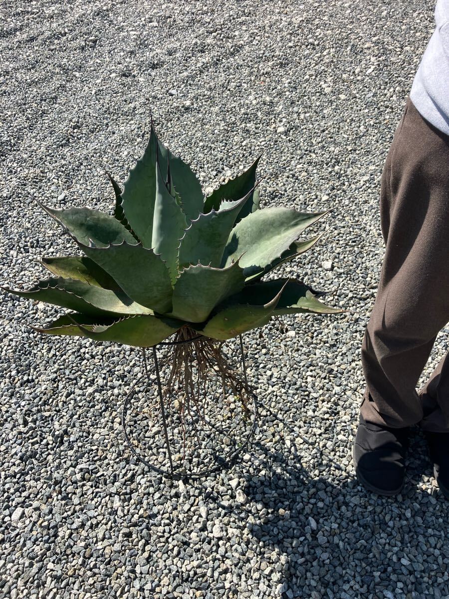 Yahoo!オークション -「フロスティ」(アガベ) (観葉植物)の落札 Yahoo!オークション -「フロスティ」(アガベ) (観葉植物)の落札