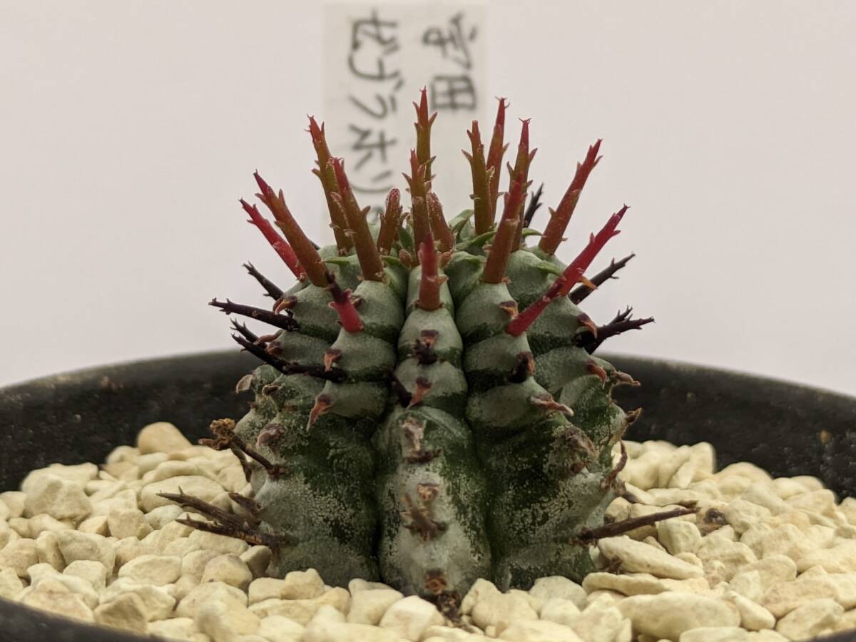 Yahoo!オークション -「宇田ホリダ」(サボテン) (観葉植物)の Yahoo!オークション -「宇田ホリダ」(サボテン) (観葉植物)の