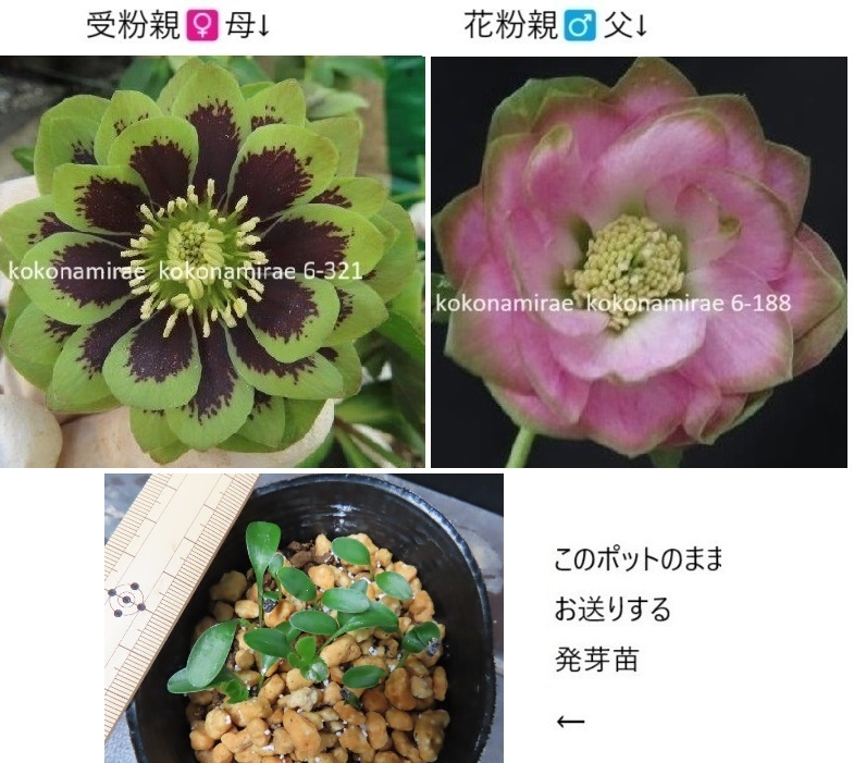 Yahoo!オークション -「利休」(花、園芸) の落札相場・落札価格 Yahoo!オークション -「利休」(花、園芸) の落札相場・落札価格