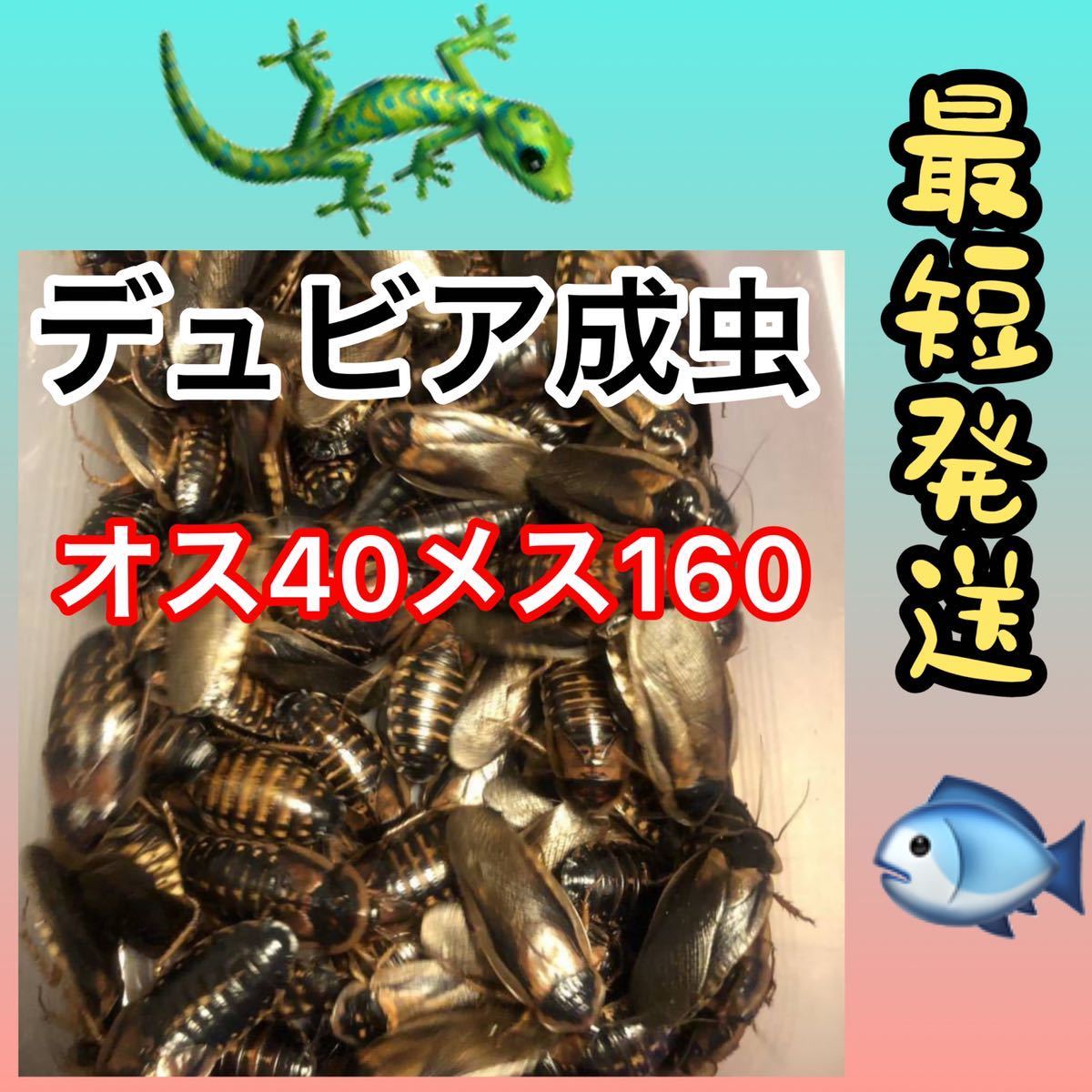 2025年最新】Yahoo!オークション -デュビア成虫の中古品・新品 2025年最新】Yahoo!オークション -デュビア成虫の中古品・新品
