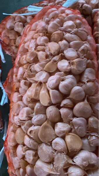 青森バラにんにく5Kg ML