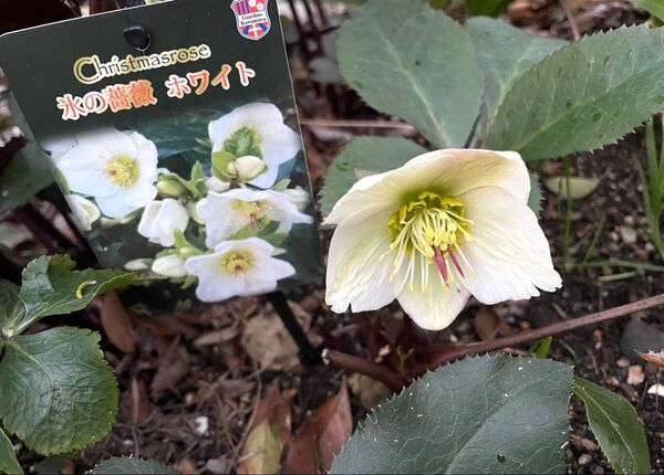 【開花株】クリスマスローズ 氷の薔薇 ホワイト 童仙房 1苗