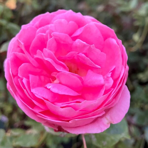 薔薇挿し木苗 和薔薇 京 根もりもり
