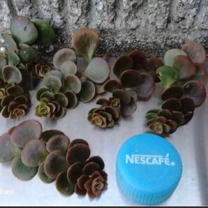 テトラ【多肉植物 10カット苗】 長めカット (現在の色は画像2枚目)おまけ付き ゆうパケットポストミニにて四国よりお届け