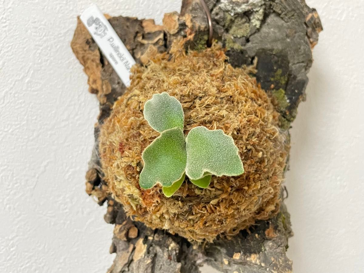 ビカクシダ P Willinckii Dwarf Nook Sporeling|Yahoo!フリマ ビカクシダ P Willinckii Dwarf Nook Sporeling|Yahoo!フリマ