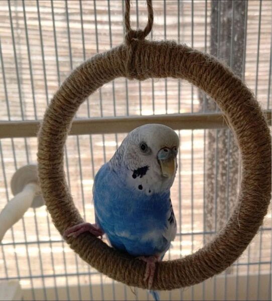 インコちゃんブランコ②セキセイインコ オカメインコ 文鳥 インコ