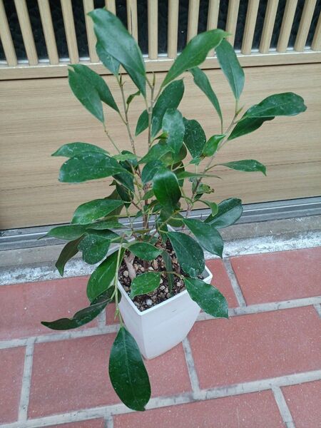 大人気の観葉植物!ガジュマル☆ガジュマルの木☆多幸の木☆幸せを呼ぶ木☆苗木