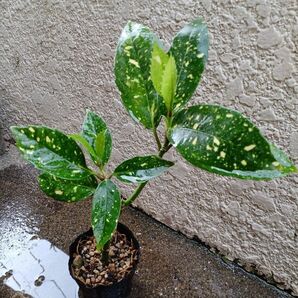 アオキ 苗☆常緑樹☆斑入り☆スターダスト☆二股!