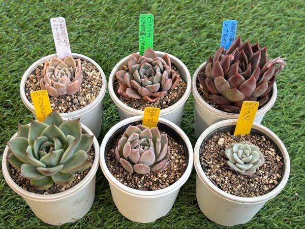 16MAR1 多肉植物 6個セット