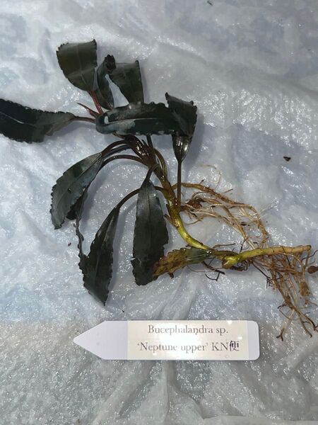 Bucephalandra sp. Neptune upper KN便