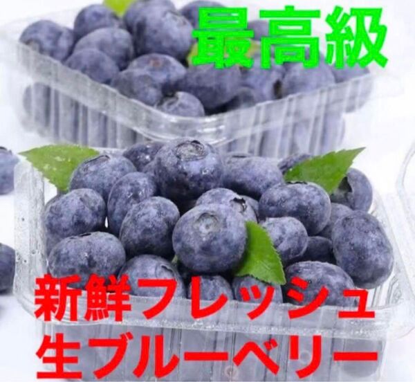 最終回新入荷5点限定 次回入荷無 特別価格秀品 新鮮採れたて 無農薬生ブルーベリー