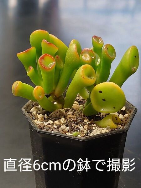 多肉植物 ゴーラム