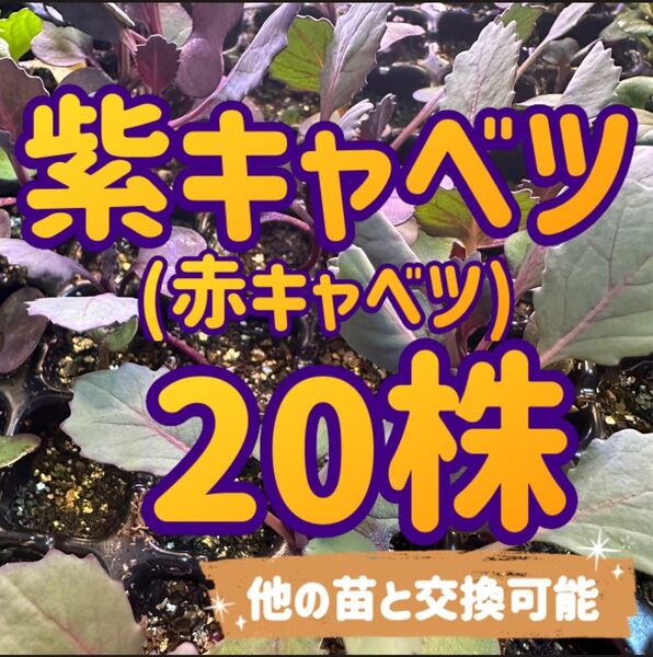 赤キャベツ×20 無農薬 他の苗と交換可能