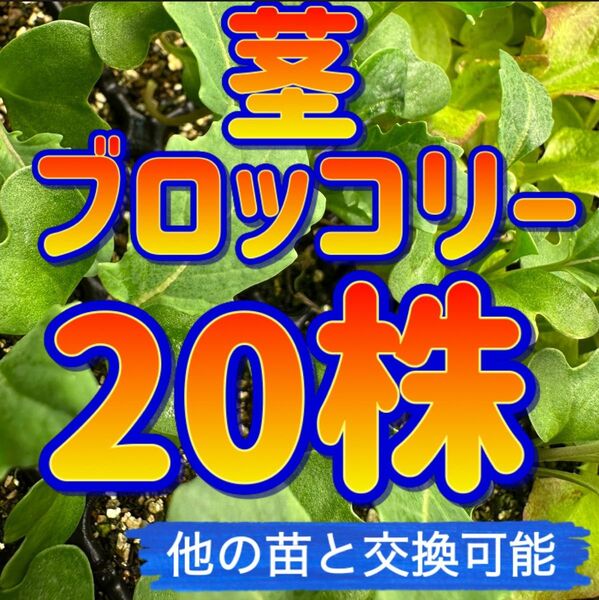 茎ブロッコリー×20 無農薬 他の苗と交換可能