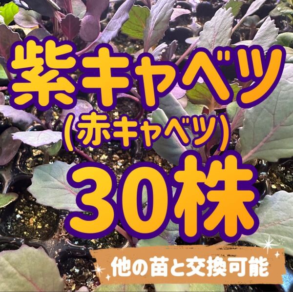 赤キャベツ×30 無農薬 他の苗と交換可能