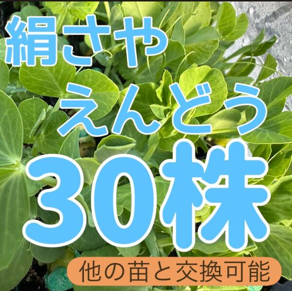 絹さやえんどう×30 無農薬 他の苗と交換可能