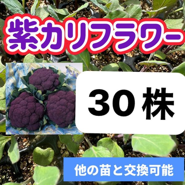 紫カリフラワー×30 無農薬 他の苗と交換可能