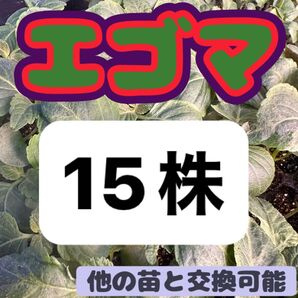 エゴマ×15 無農薬 他の苗と交換可能