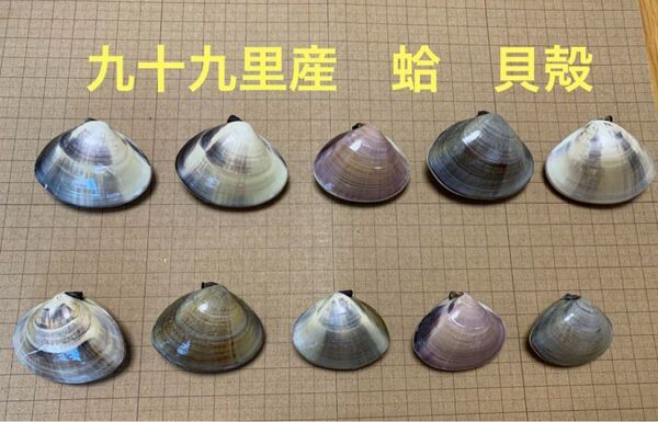 千葉県九十九里浜産 蛤 ハマグリ ハマグリ貝殻 10対 貝殻 ハンドメイド 工作 蛤 はまぐり 貝