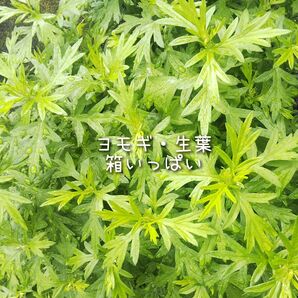 ヨモギ 生葉 箱いっぱい ゆうパケットポスト発送 ヨモギ茶 ヨモギ餅 お灸 漢方 お風呂 薬膳 ペットの餌 和菓子作りに ②
