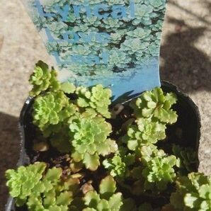 梅雨前限定増量中ステファニーゴールド セダム 多肉植物 カット苗10本