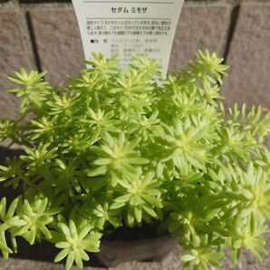 梅雨前限定増量中☆ミモザ カット苗 セダム 多肉植物