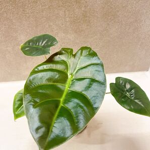 アロカシア ゴールデンボーン 3号