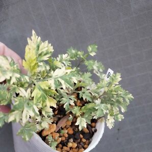 斑入り ヨモギ よもぎ 蓬 2025B