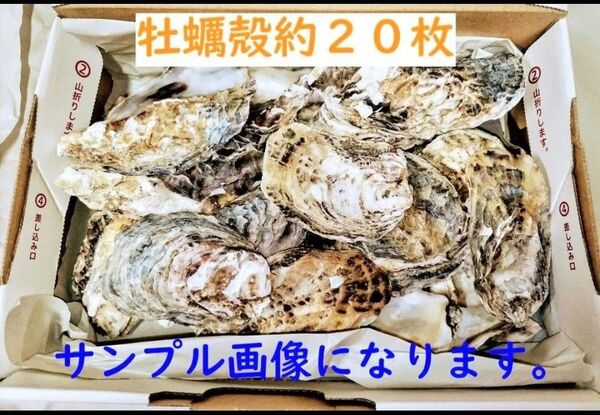 ☆②牡蠣殻(殻のみ身なし)約20枚☆